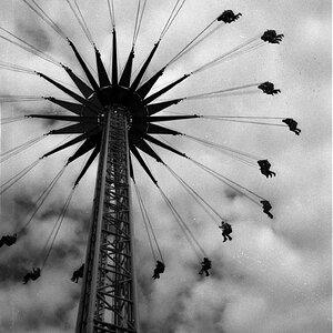 blume gen himmel