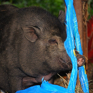 Hängebauchschwein mit Plastiktüte