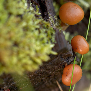 Macro DSC6795 hsw