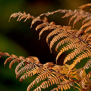 Macro DSC6798 hsw