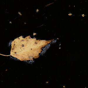 Macro DSC6830 hsw