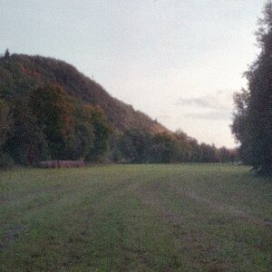 Wiese Koenen01