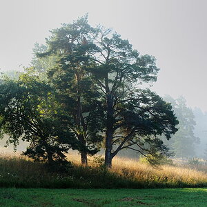 Träd i dimman till NFF