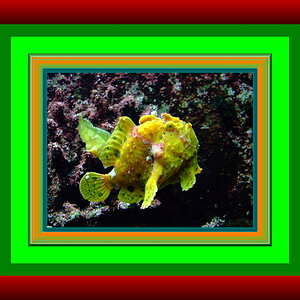 Fisch