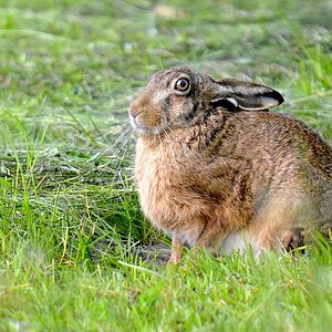 Hase
