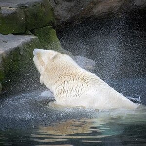 Eisbär schüttelt sich