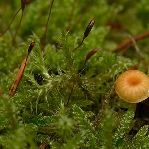 hsw DSC9821