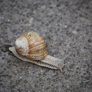 schnecke