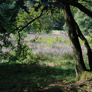heide JKK 3439