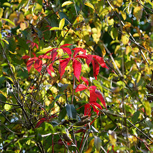 55-200/4-5.6G ED VR Nikkor: Wilder Wein
D80, ISO 160, WB Sonne, f/8, 1/160s, 100 mm