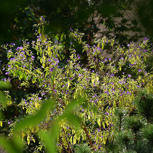 55-200/4-5.6G ED VR Nikkor: Blühender Strauch
D80, ISO 160, WB Sonne, f/8, 1/200s, 200 mm