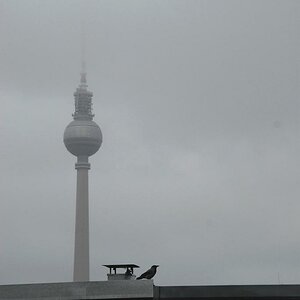 himmel ueber Berlin
Nebelkraehe