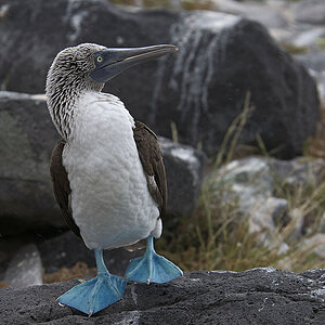Galapagos Blaufußtölpel