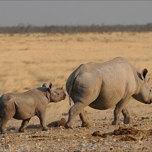 comp Namibia 09 17271