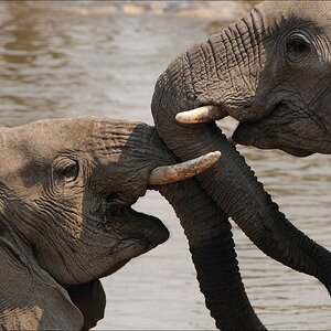 comp Namibia 09 21615