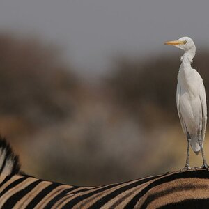 Namibia 09 28625