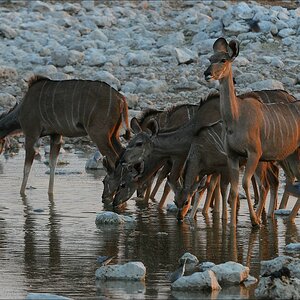 comp Namibia 09 10371