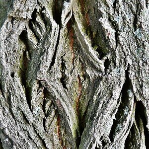 Holz-Rinde