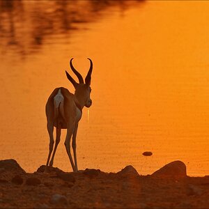 comp Namibia 09 11479
