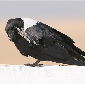 comp Namibia 09 12236