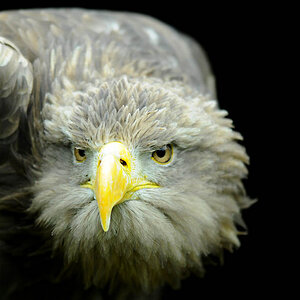adler1