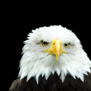 adler2