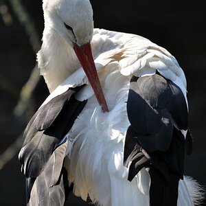 Storch 
Schnappschuss mit der Nikon D90