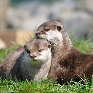 Otter 1