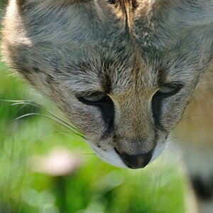 Luchs