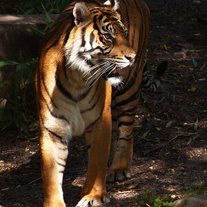 Tiger, aufgenommen im zoologisch-botanischen Garten "Wilhelma" in Stuttgart am 16.07.2006. Nikon D200, AF-Nikkor 2.8/80-200 mm ED.