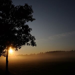 Morgenstimmung - die Sonne kommt, der Nebel geht