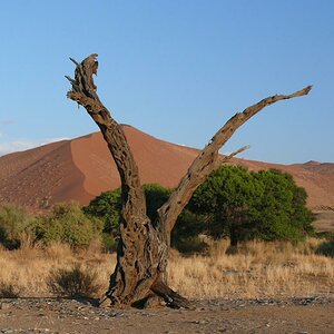 Anfang vom Sossusvlei Park - der angeblich meist fotografierte Baum des Landes, ca. 30 Minuten nach Sonnenaufgang
Bild ist unbearbeitet, kein Filter o
