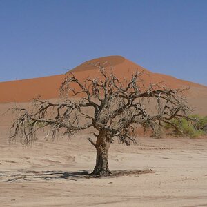 knochiger abgestorbener Baum weit hinten in der Salzpfanne des Sossusvlei Park
Foto ist unbearbeitet, es wurde ein circ Polfilter verwendet