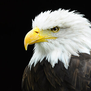 adler4