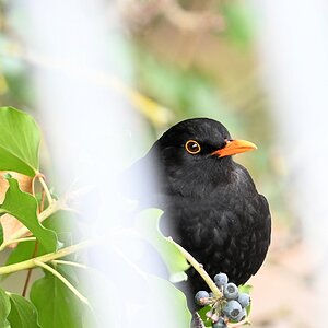 Z28-400_Amsel.jpg