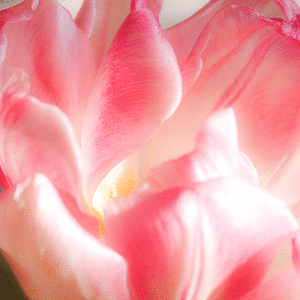 P2090034.gif