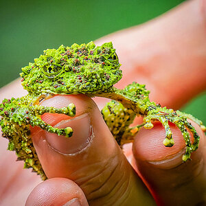 2025-01-25 38 Vietnamese Mossy Frog.jpg