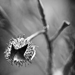 Buchecker 2 BW.jpg