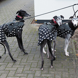 KSW_6660 Galgos.jpg
