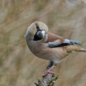 N2150494oly-3.jpg