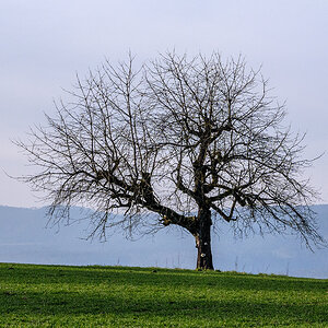 Baum.jpg