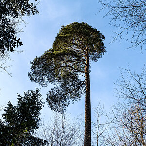 Baum.jpg
