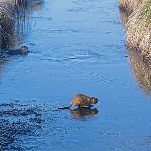 Nutria auf dünnem Eis 2.jpg