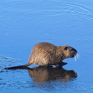 Nutria auf dünnem Eis.jpg