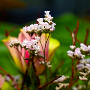 Blumen