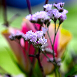 Frühling