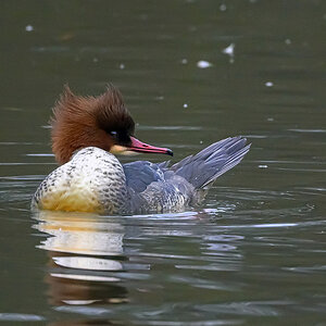 NZ9_1702_Gänsesägermädel mit Strubbelfrisur_IA_2_2025.jpg
