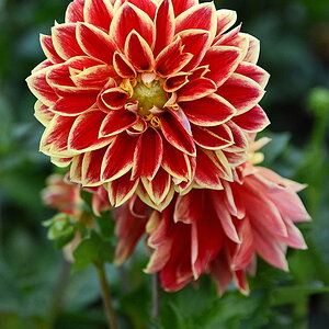 DSK_4903_1_nff.JPG