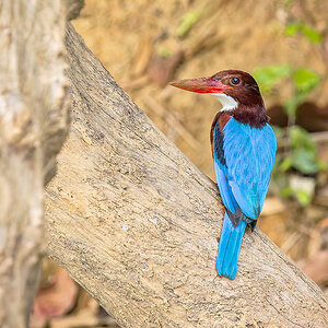 2025-02-15 56 White-throated Kingfisher.jpg
