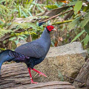 2025-02-16 009 Siamese Fireback.jpg